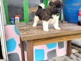 Erkek Amerikan Akita Yavrumuz
