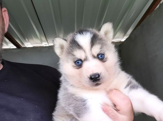 Dişi Sibirya Kurdu Husky Yavrumuz