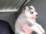 Dişi Sibirya Kurdu Husky Yavrumuz