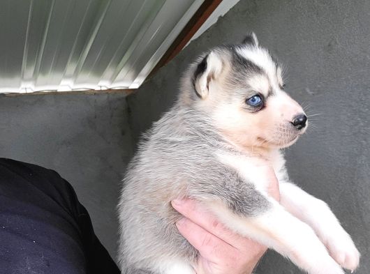 Dişi Sibirya Kurdu Husky Yavrumuz görsel