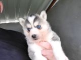 Dişi Sibirya Kurdu Husky Yavrumuz