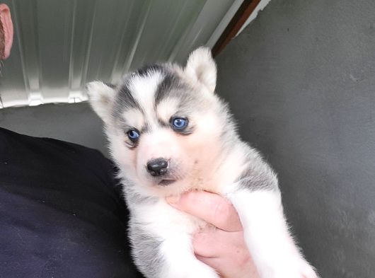Dişi Sibirya Kurdu Husky Yavrumuz görsel