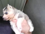 Dişi Sibirya Kurdu Husky Yavrumuz