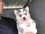 Dişi Sibirya Kurdu Husky Yavrumuz