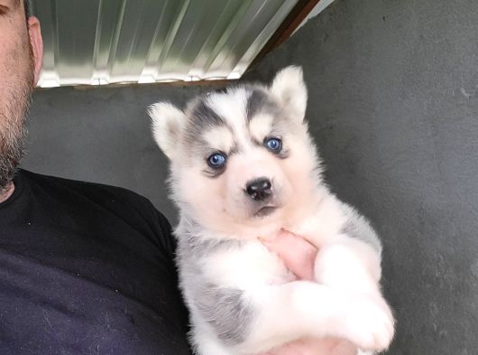 Dişi Sibirya Kurdu Husky Yavrumuz görsel