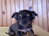 EV ORTAMINDA SIFIR BOY TEACUP ŞİVAVA BEBEKLER