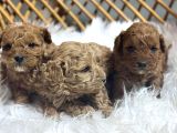 Poodle Yavrularımız Yeni Sahiplerini Arıyor