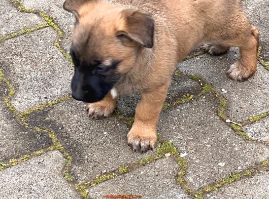 Belçika Kurdu Malinois görsel