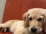 Golden retriever yavru