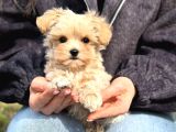 Malti̇poo Ci̇nsi̇ Yavrular Ev Üreti̇mi̇