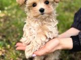 MALTİPOO CİNSİ YAVRULAR EV ÜRETİMİ