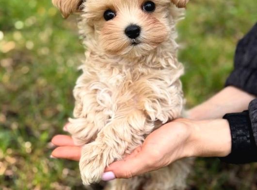 Malti̇poo Ci̇nsi̇ Yavrular Ev Üreti̇mi̇