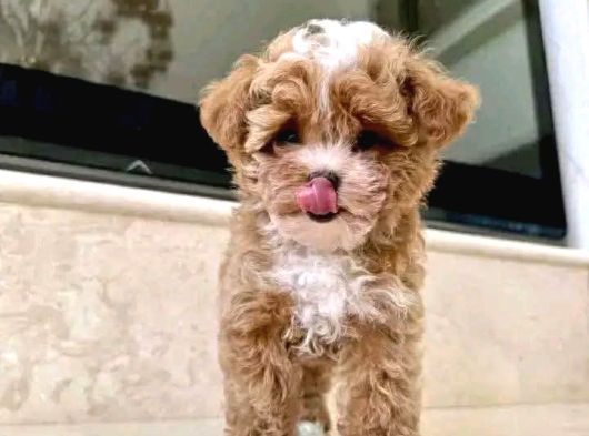 Malti̇poo Ci̇nsi̇ Yavrular Ev Üreti̇mi̇ görsel