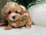 Malti̇poo Ci̇nsi̇ Yavrular Ev Üreti̇mi̇
