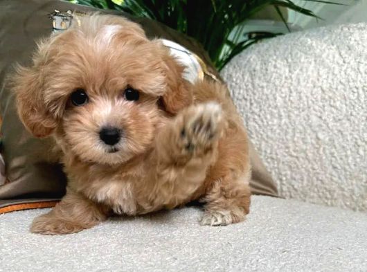 Malti̇poo Ci̇nsi̇ Yavrular Ev Üreti̇mi̇ görsel