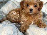 Malti̇poo Ci̇nsi̇ Yavrular Ev Üreti̇mi̇