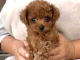 Toy Poodle Sevi̇mli̇ Yavrular Ev Üreti̇mi̇