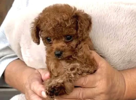 Toy Poodle Sevi̇mli̇ Yavrular Ev Üreti̇mi̇ görsel