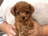 TOY POODLE SEVİMLİ YAVRULAR EV ÜRETİMİ
