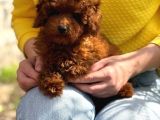 Toy Poodle Sevi̇mli̇ Yavrular Ev Üreti̇mi̇