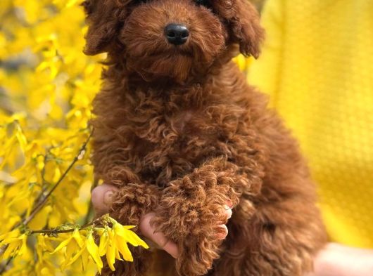 Toy Poodle Sevi̇mli̇ Yavrular Ev Üreti̇mi̇ görsel