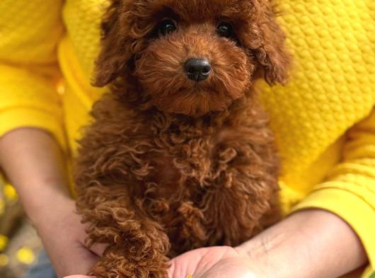 Toy Poodle Sevi̇mli̇ Yavrular Ev Üreti̇mi̇