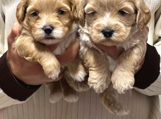 Elma Şeker Maltipoo