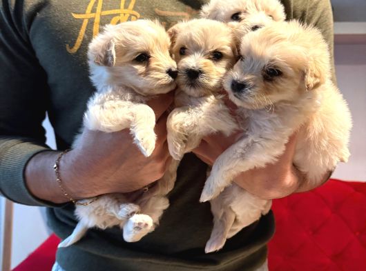 Maltipoo Bebeklerimiz Topaç Gibi