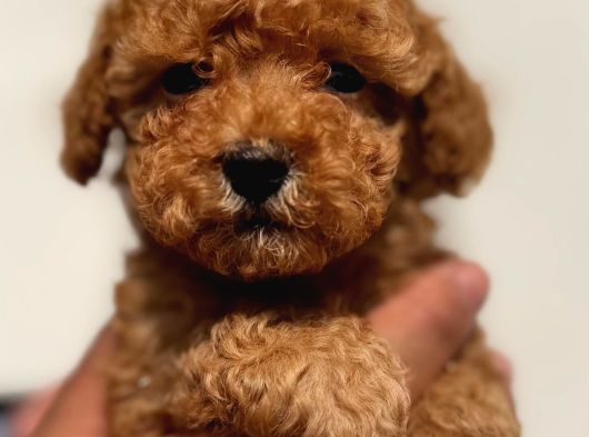 Irk Garantili Maltipoo Yavrular görsel