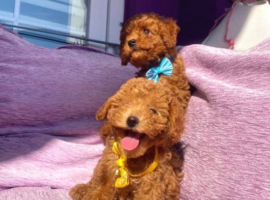 Orjinal Toy Poodle Yavrularımızz görsel
