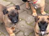 Belçika Kurdu Malinois