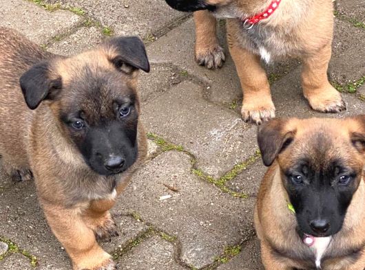 Belçika Kurdu Malinois görsel