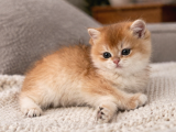 British shorthair golden shell ny12-ny11