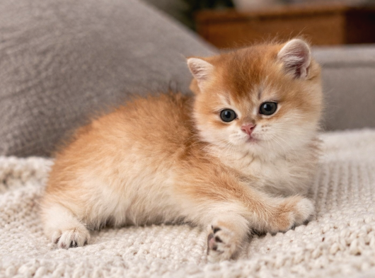 British shorthair golden shell ny12-ny11