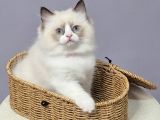 FULL ŞECERELİ SAFKAN SEAL VE BLUE BICOLOR RAGDOLL YAVRULAR