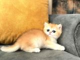 British Shorthair Golden Shell Ny12-Ny11