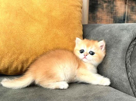 British Shorthair Golden Shell Ny12-Ny11 görsel
