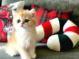 British Shorthair Golden Shell Ny12-Ny11