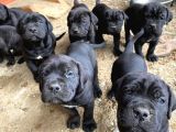 Saf Kan Di̇şi̇ Erkek Blue Cane Corso