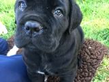 Saf Kan Di̇şi̇ Erkek Blue Cane Corso