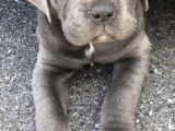 Saf Kan Di̇şi̇ Erkek Blue Cane Corso