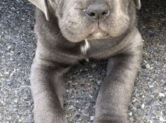 Saf Kan Di̇şi̇ Erkek Blue Cane Corso görsel