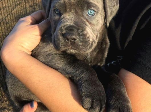Saf Kan Di̇şi̇ Erkek Blue Cane Corso