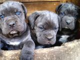 Saf Kan Di̇şi̇ Erkek Blue Cane Corso