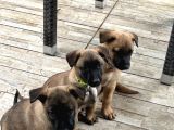 Belçika Kurdu Malinois