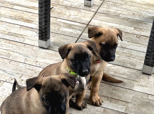 Belçika Kurdu Safkan Malinois görsel