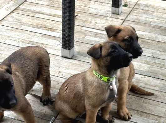 Belçika Kurdu Malinois