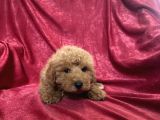 Mi̇ni̇ Boy Maltipoo Oğlumuz