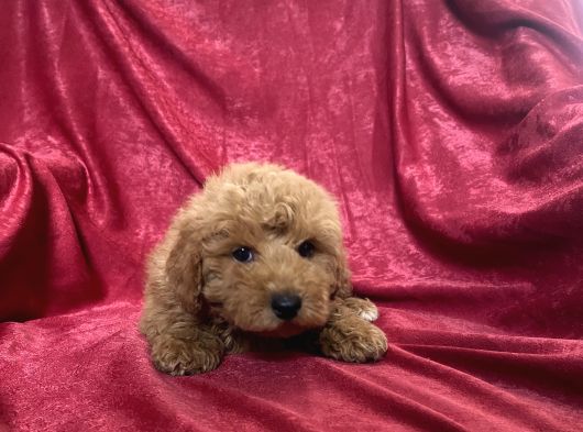 Mi̇ni̇ Boy Maltipoo Oğlumuz görsel