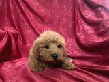 Mi̇ni̇ Boy Maltipoo Oğlumuz